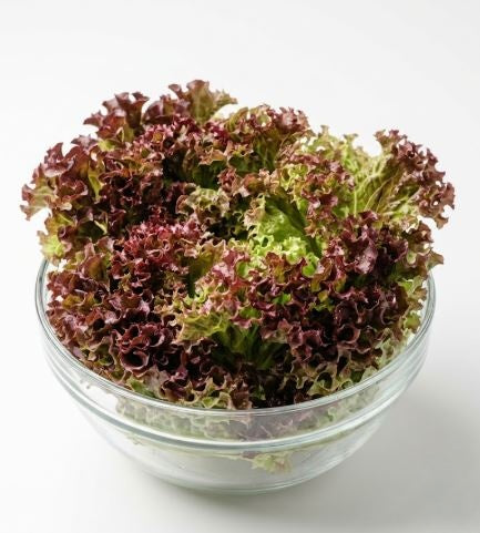 Lollo Rosso - Red Lettuce (150 - 250g)