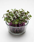 Purple Radish Microgreens (1 box)