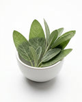 Sage (60g)
