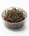 Beetroot Microgreens (1 box)