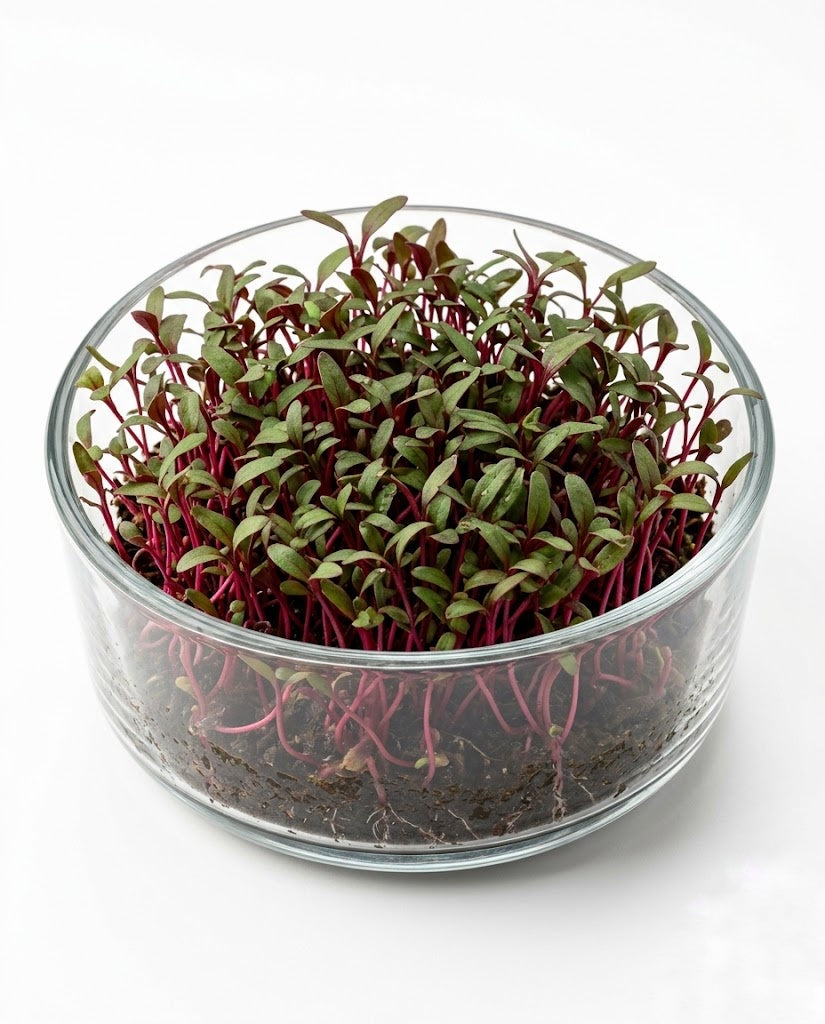 Beetroot Microgreens (1 box)