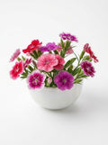 Indian Pink Edible Flowers (1 box)