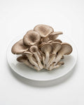 Oyster Mushroom (1 pack)